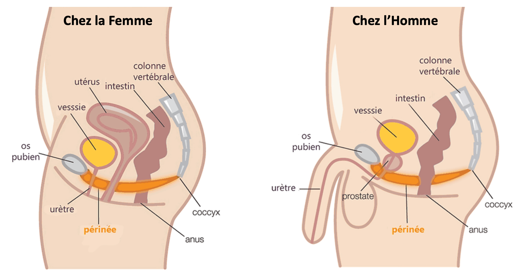 périnée