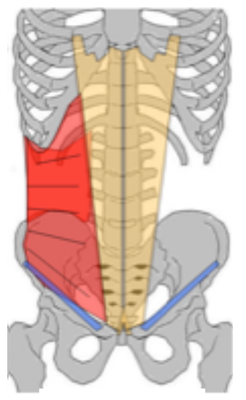 transverse