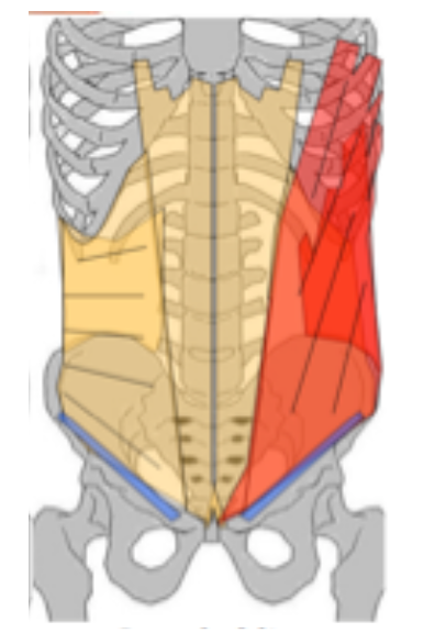 oblique externe