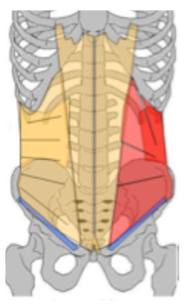 oblique interne