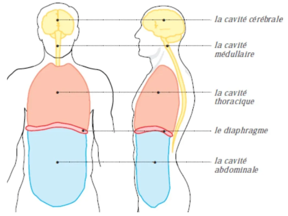 diaphragme
