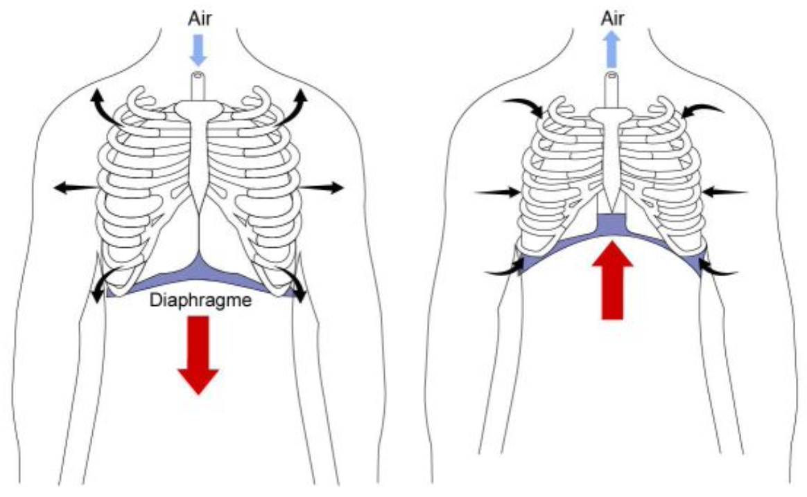 diaphragme 3